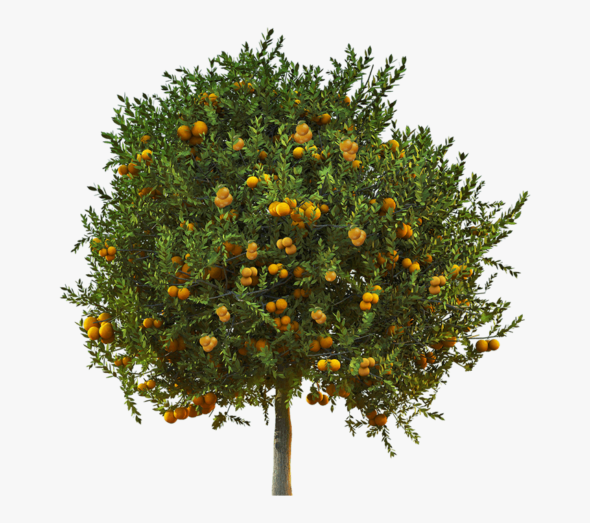 Com Laptop, Tangerine Tree, Cy/96 - Transparent Lemon Tree Png, Png Download, Free Download