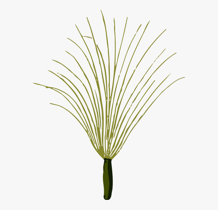 Botany,plant,flower - Grass, HD Png Download, Free Download