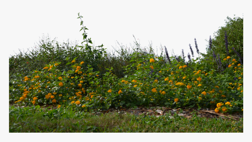 Landscape Flowers Png - Flowers In Grass Png, Transparent Png, Free Download