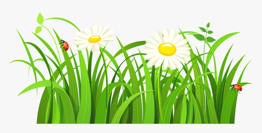 Grass Flower Png, Transparent Png, Free Download