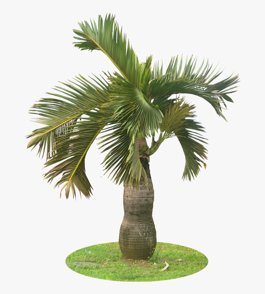 Palm - Palm Tree For Garden Png, Transparent Png, Free Download
