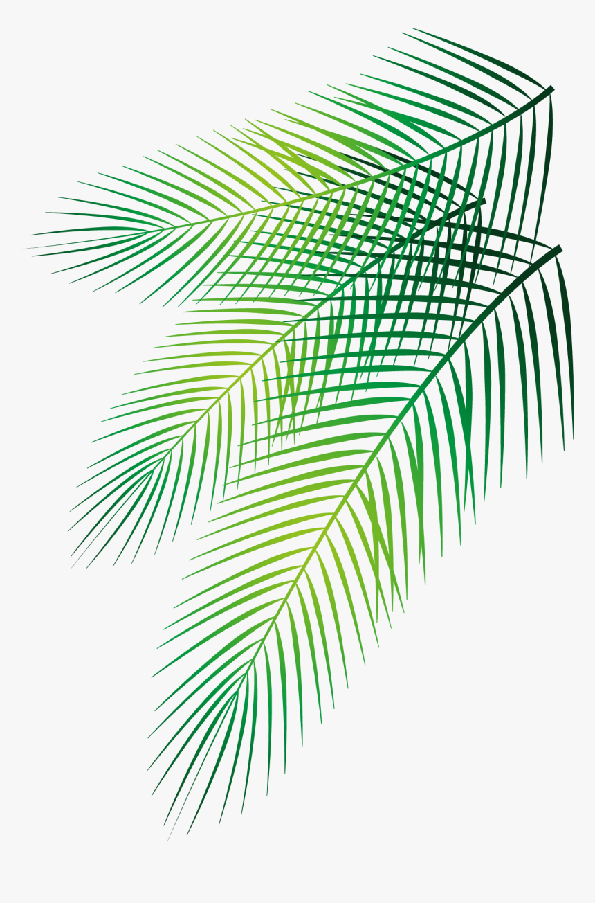 Transparent Palm Leaves Png - Vector Palm Leaves Png, Png Download, Free Download