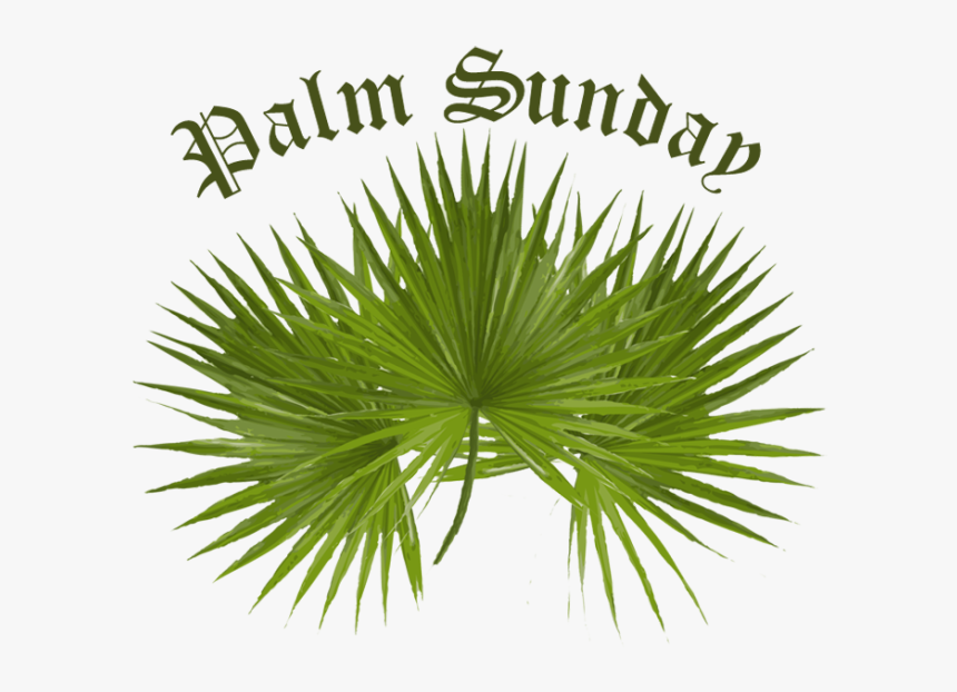 Palm Sunday Png Images Clipart - Transparent Palm Sunday Png, Png Download, Free Download