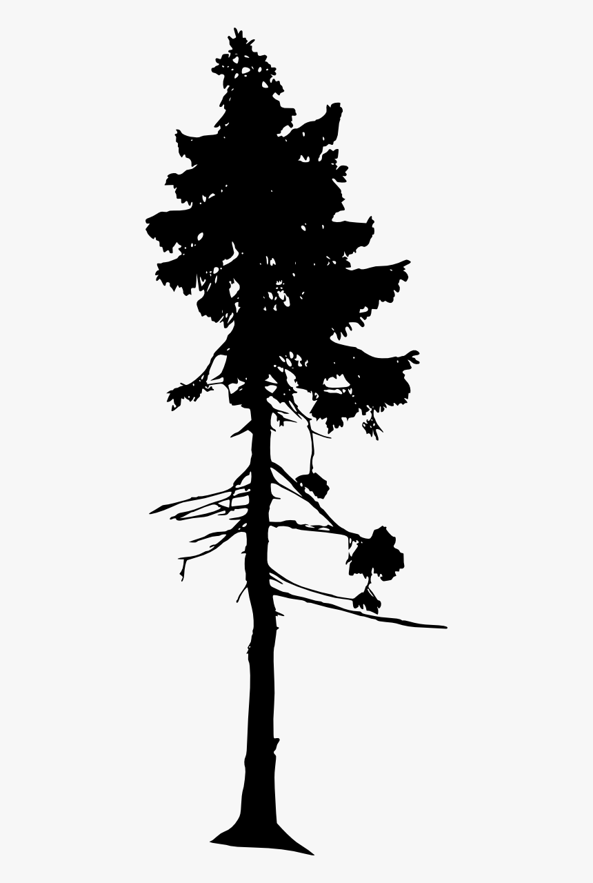 Tall Pine Tree Silhouette Png - Pine Tree Silhouette Png, Transparent Png, Free Download