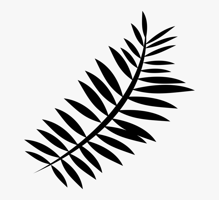 Silhouette, Nature, Fern, Plant, Green, Leaves, Forest - Black And White Fern Png, Transparent Png, Free Download