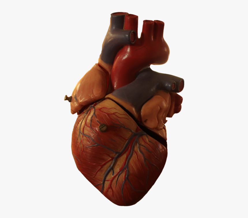 Heart Transparent Human, Picture - Transparent Background Human Heart Png, Png Download, Free Download