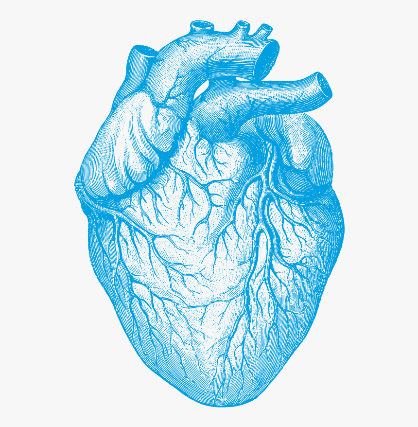 Human Heart , Png Download - Illustration Of The Human Heart, Transparent Png, Free Download