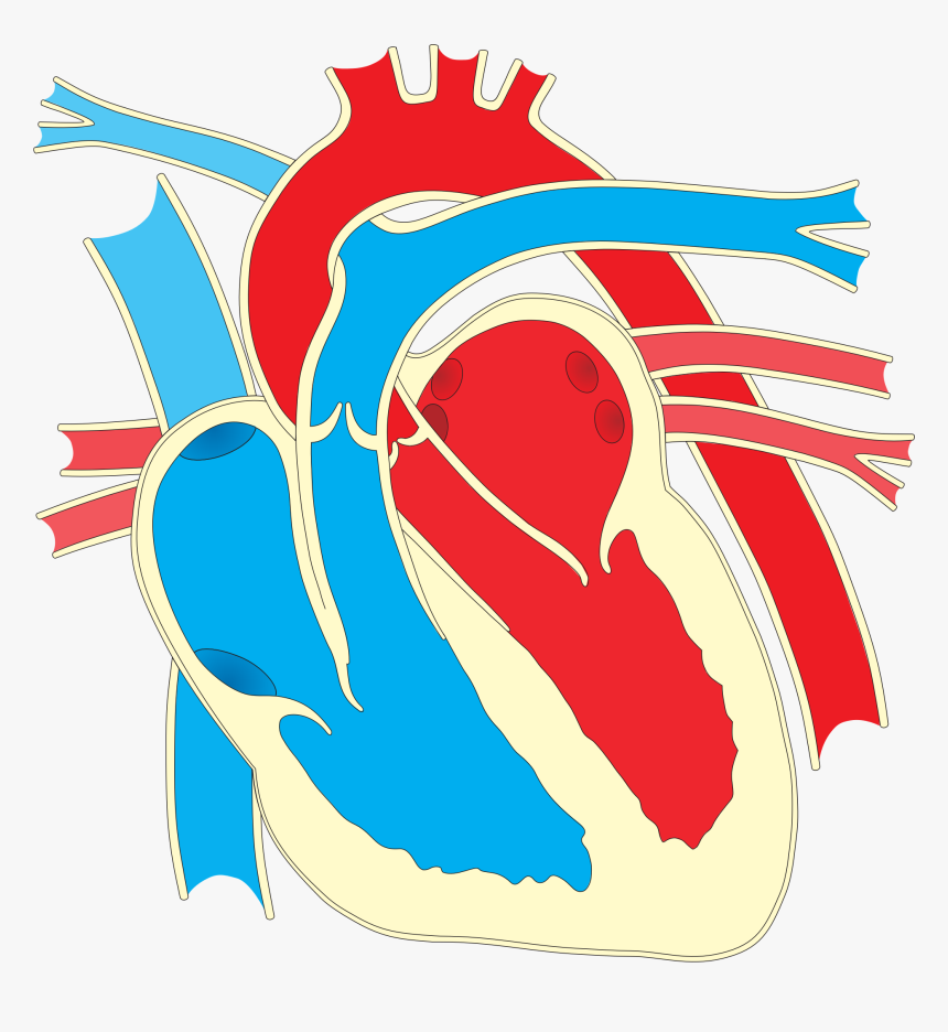 Wiring Diagram Heart Drawing Clip Art - Big Diagram Of The Heart, HD Png Download, Free Download