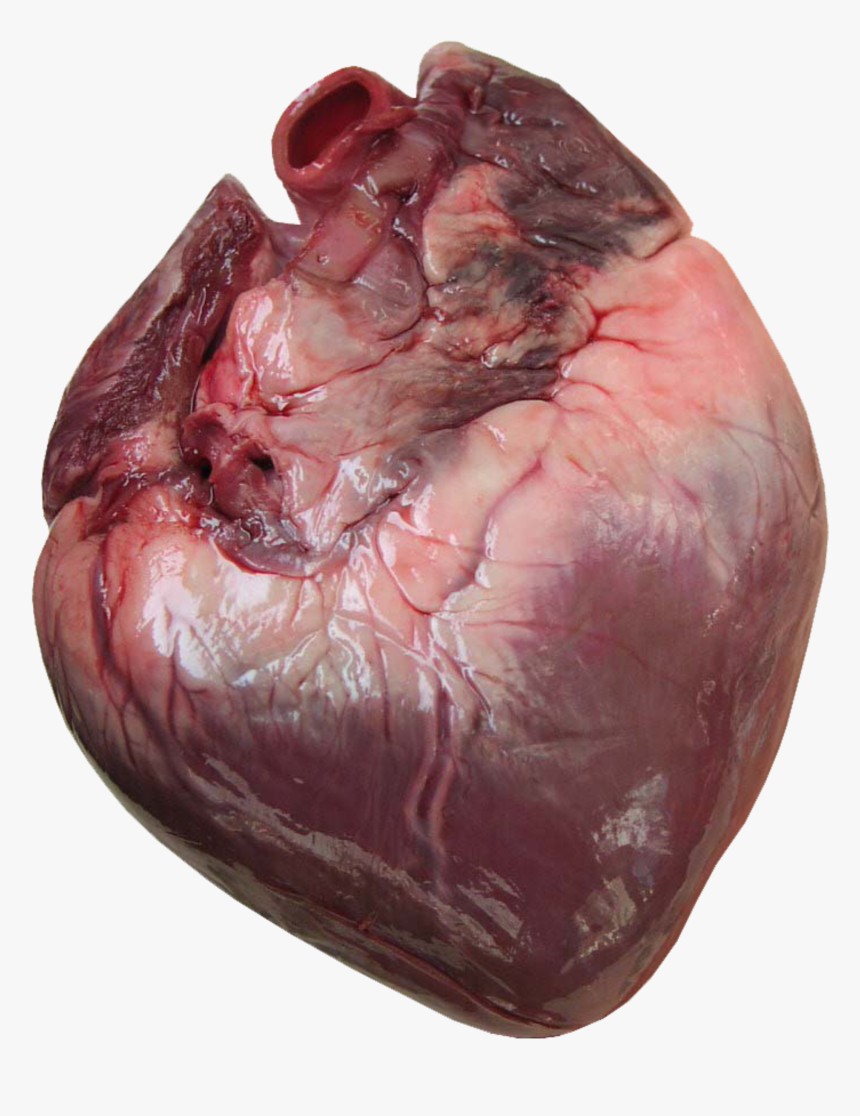 Heart Transparent Human, Picture - Does Human Heart Look Like, HD Png Download, Free Download