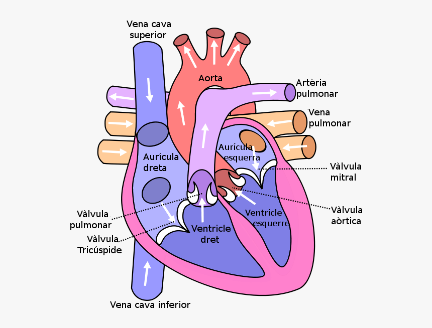 Diagram Of The Human Heart - Anatomy Of The Heart Simple, HD Png Download, Free Download