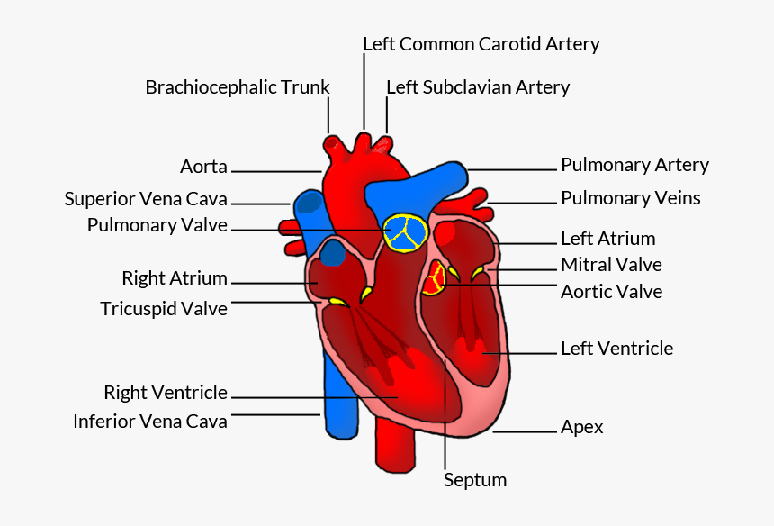 Transparent Real Heart Clipart - Human Heart, HD Png Download, Free Download