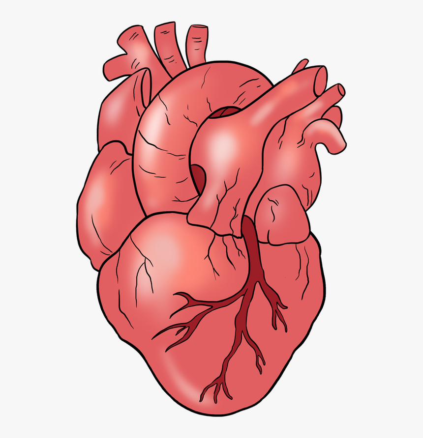 Step By Step Human Heart Drawing, HD Png Download, Free Download