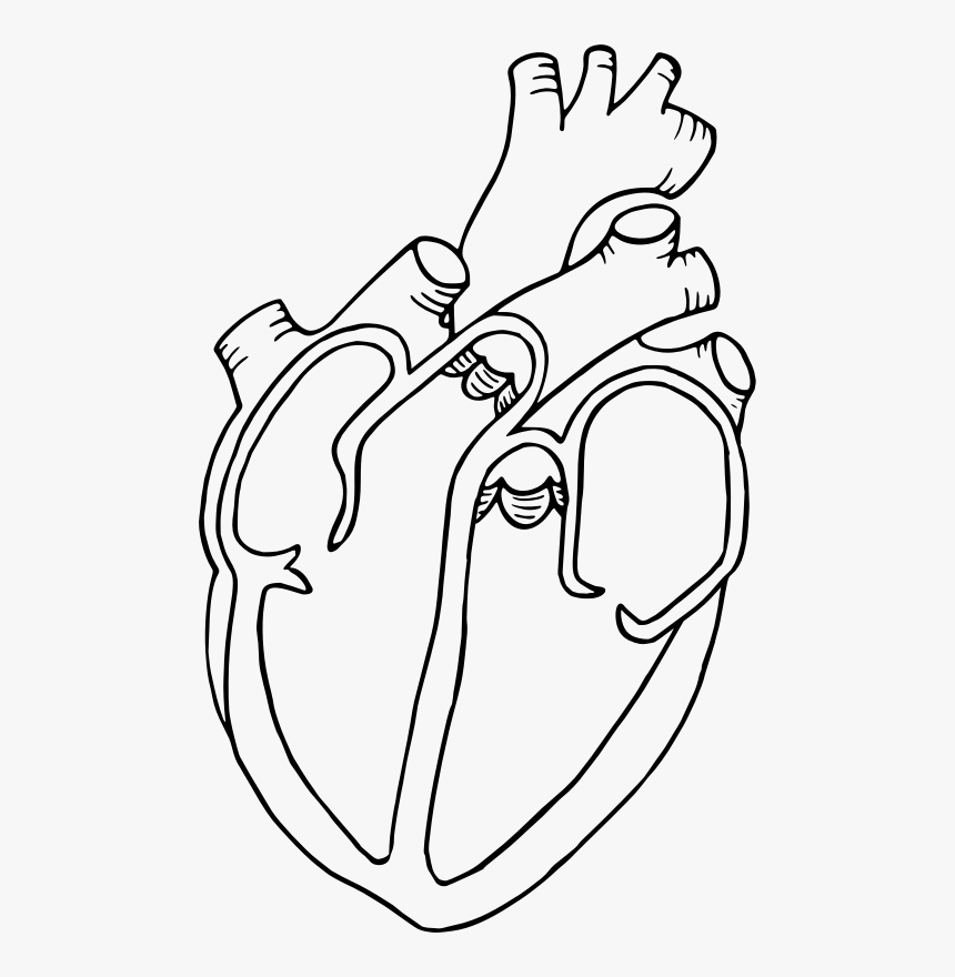 Diagram Heart Drawing Anatomy Clip Art - Heart Diagram Black And White, HD Png Download, Free Download
