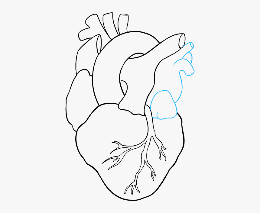 Clip Art Drawn Human Heart - Easy To Draw Human Heart, HD Png Download, Free Download