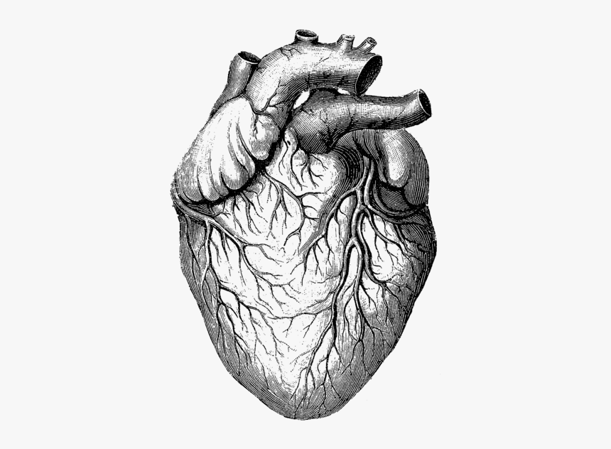 Anatomical Heart Illustration Png, Transparent Png, Free Download