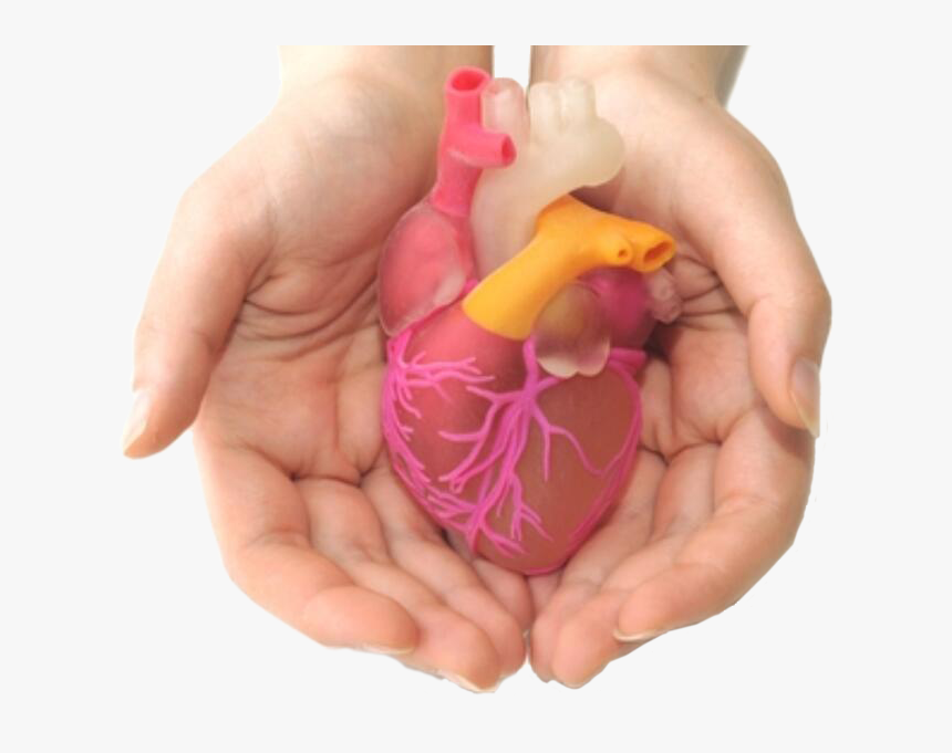 Provide Care For Roberta, A Patient With Heart Failure - Tissue Engineering Artificial Organs, HD Png Download, Free Download