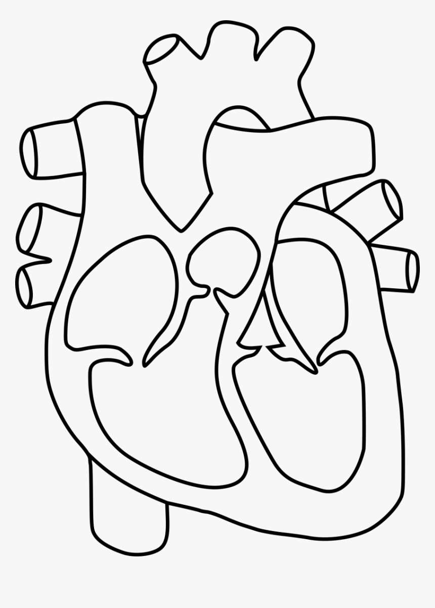 Clipart Heart Human - Human Heart Clipart Black And White, HD Png Download, Free Download