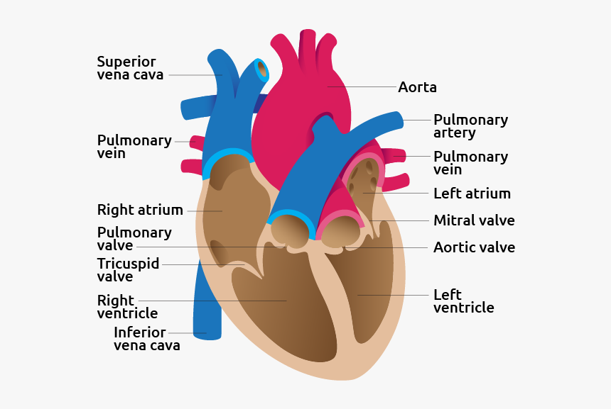 Detail Image Of Human Heart - Heart Image Detail, HD Png Download, Free Download