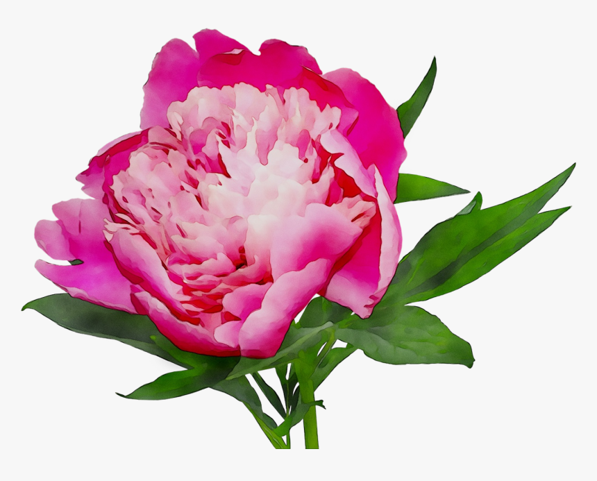 Pink Cut Shopping Peony Online White Flowers Clipart - Детей Пион, HD Png Download, Free Download