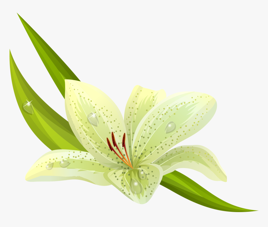 White Flowers Png Images - Flowers Png Color Green, Transparent Png, Free Download