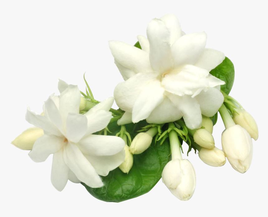 Gardenia Flowers Png Background - Transparent Background Jasmine Flower Png, Png Download, Free Download