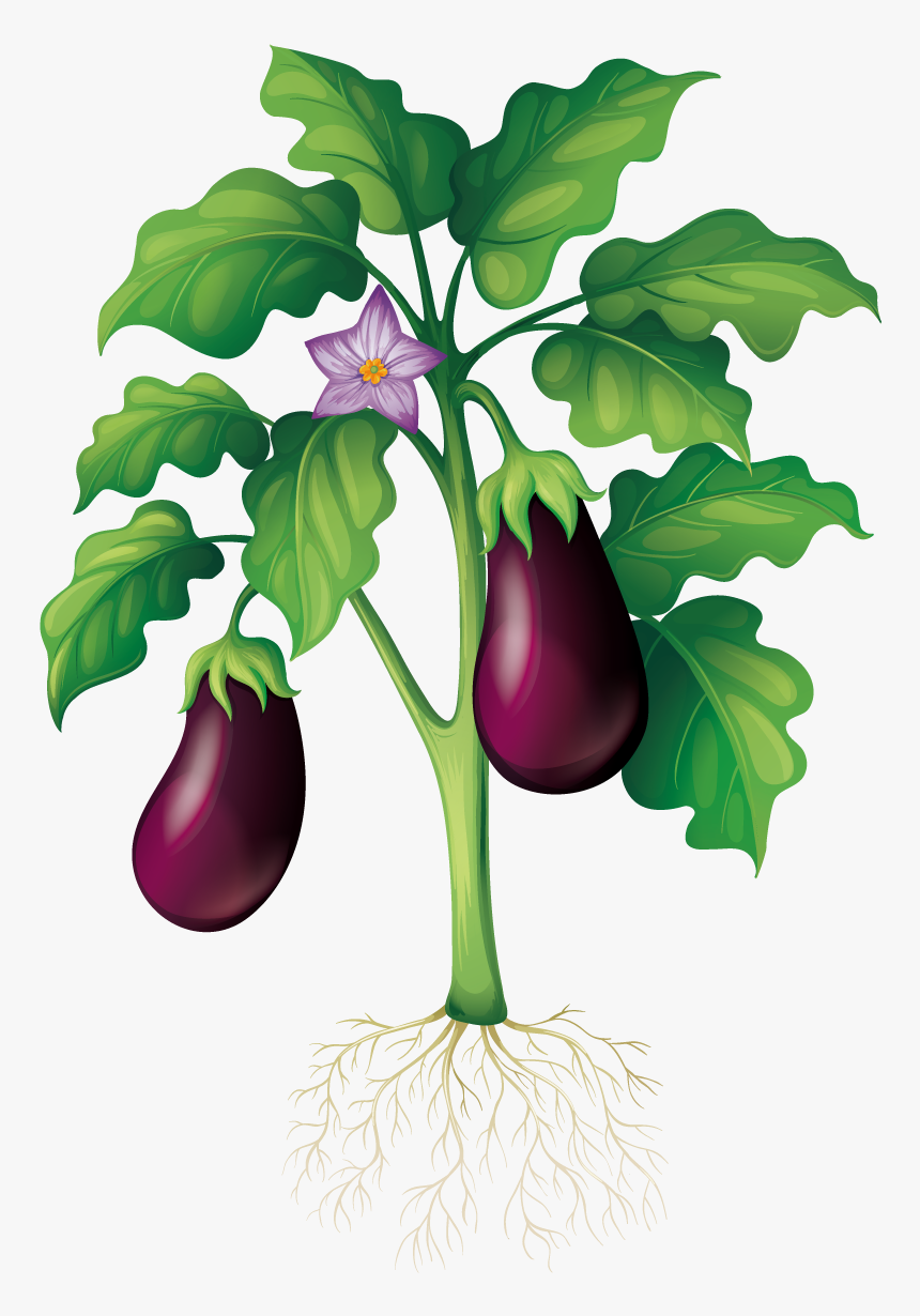 Parts Of A Plant Eggplant, HD Png Download, Free Download