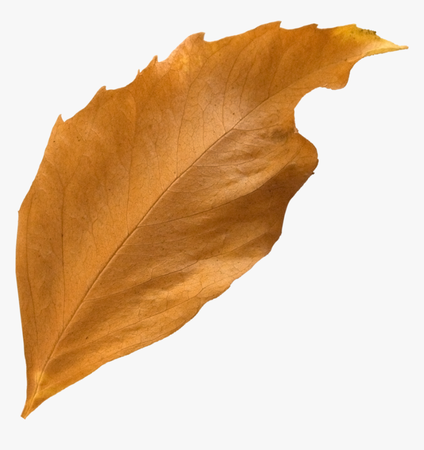 Transparent Autumn Leaf Png, Png Download, Free Download