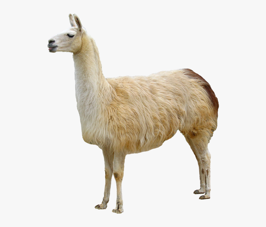 Llama Animal Domestication Bactrian Camel - Llama Png, Transparent Png, Free Download