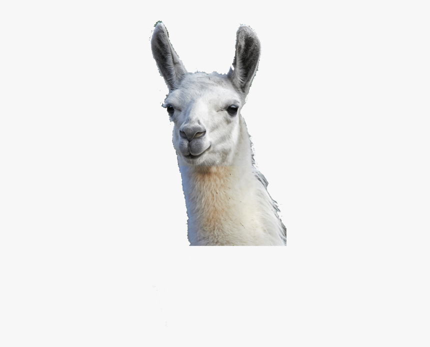 Llama Camel Alpaca Gift Animal - Llama Png Transparent, Png Download, Free Download