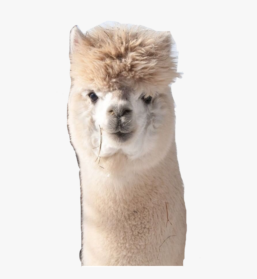 Largest Collection Of Free To Edit Alpaca@pineapple - Alpaca, HD Png Download, Free Download