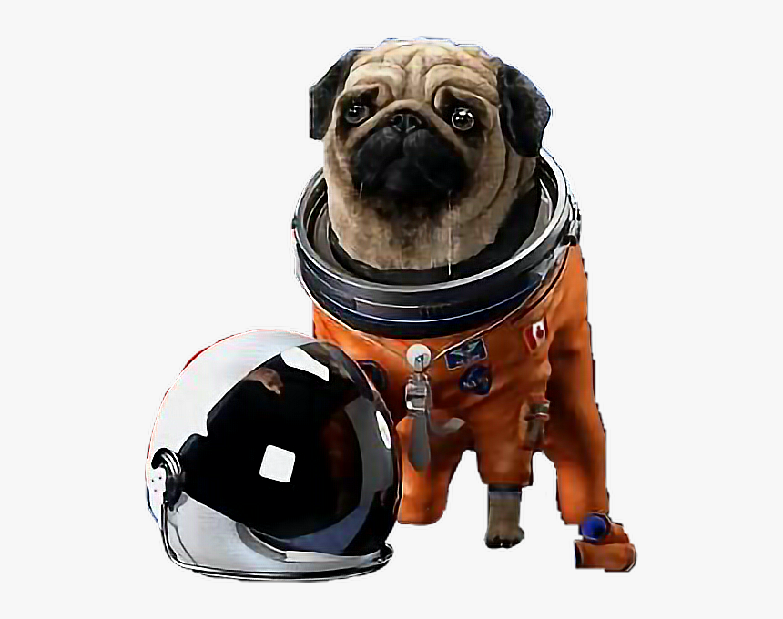 Transparent Space Helmet Png - Pug With Space Helmet, Png Download, Free Download