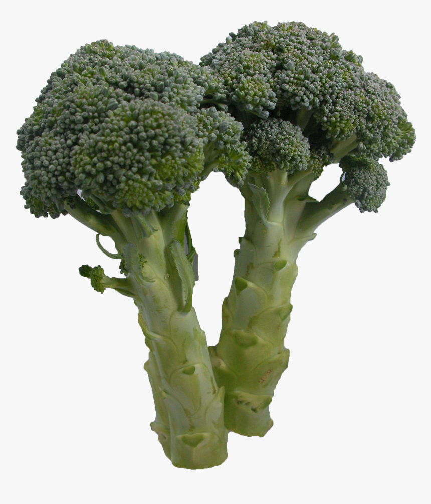 Broccoli, HD Png Download, Free Download