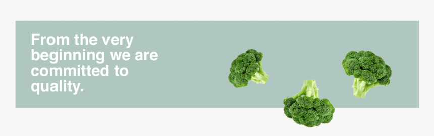 Transparent Brocoli Png - Broccoli, Png Download, Free Download