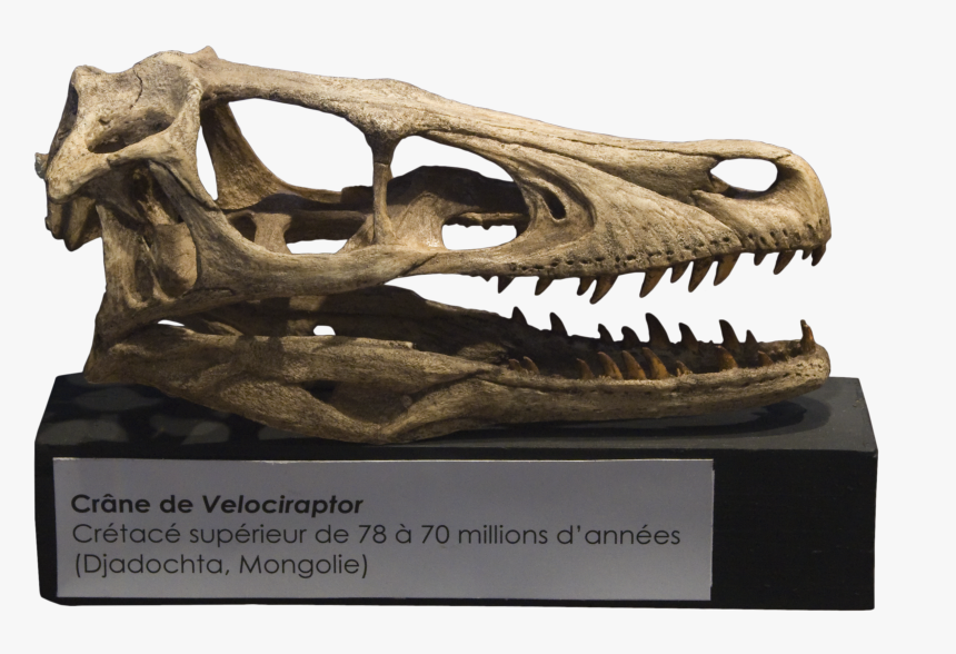 Velociraptor Skull Crâne - Velociraptor Skull, HD Png Download, Free Download