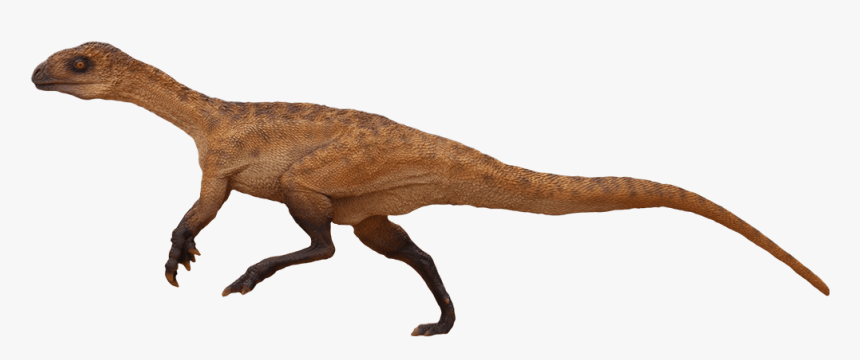 Tyrannosaur - Velociraptor - Dinosaurs Of Triassic Period Sellosaurus, HD Png Download, Free Download