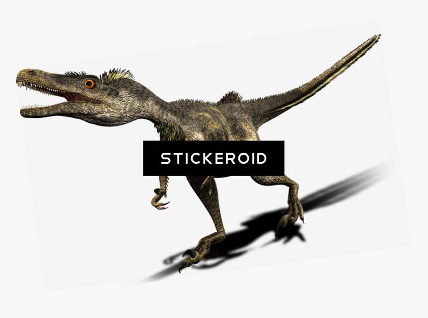 Velociraptor , Png Download - Dinosaur, Transparent Png, Free Download