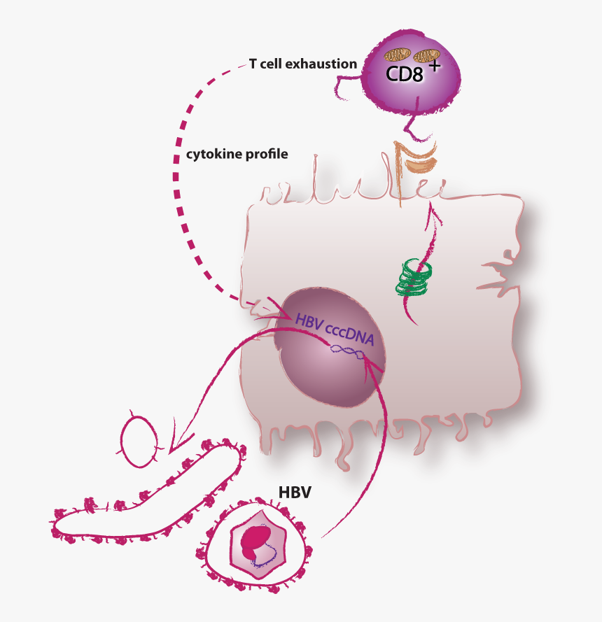 Transparent Infection Png - Hbv Infection, Png Download, Free Download