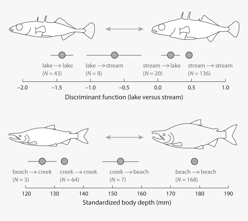 Diagram, HD Png Download, Free Download