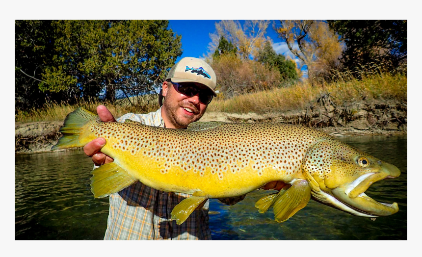 Montana Guided Fly Fishing - Coastal Cutthroat Trout, HD Png Download, Free Download