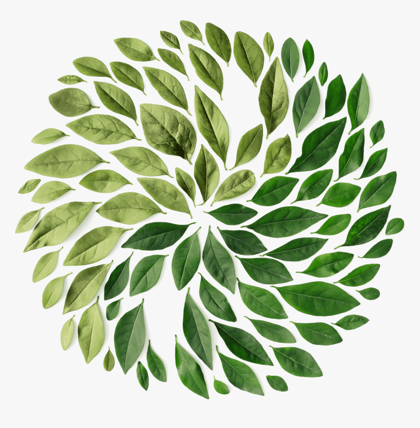 Leaves Spiral, HD Png Download, Free Download