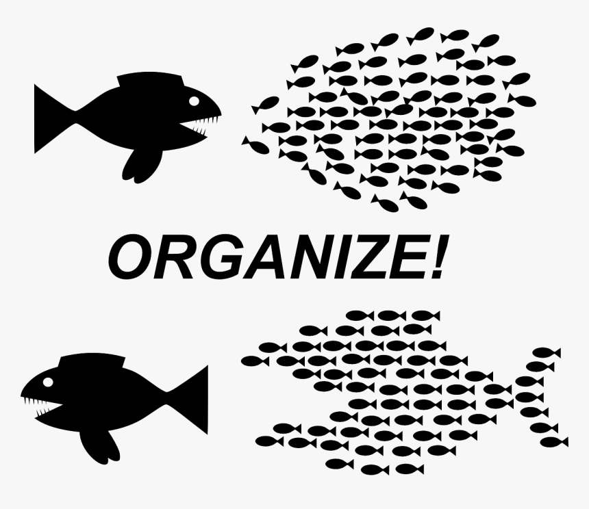 Organizing Fish, HD Png Download, Free Download