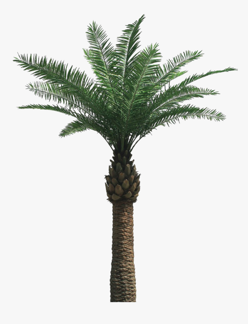 Real Palm Tree Png, Transparent Png, Free Download