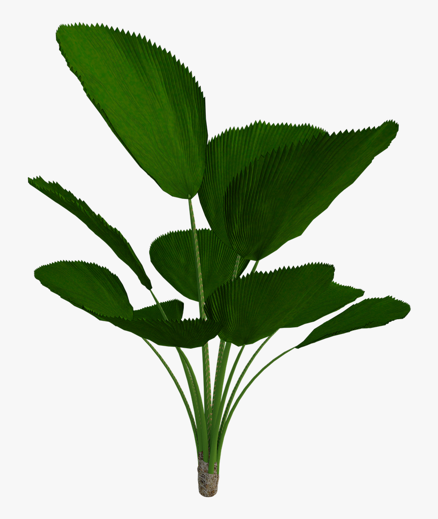 Tropical, Plant, Green, Nature, Leaves, Bloom, Flowers - Tropical Plant Transparent Png, Png Download, Free Download