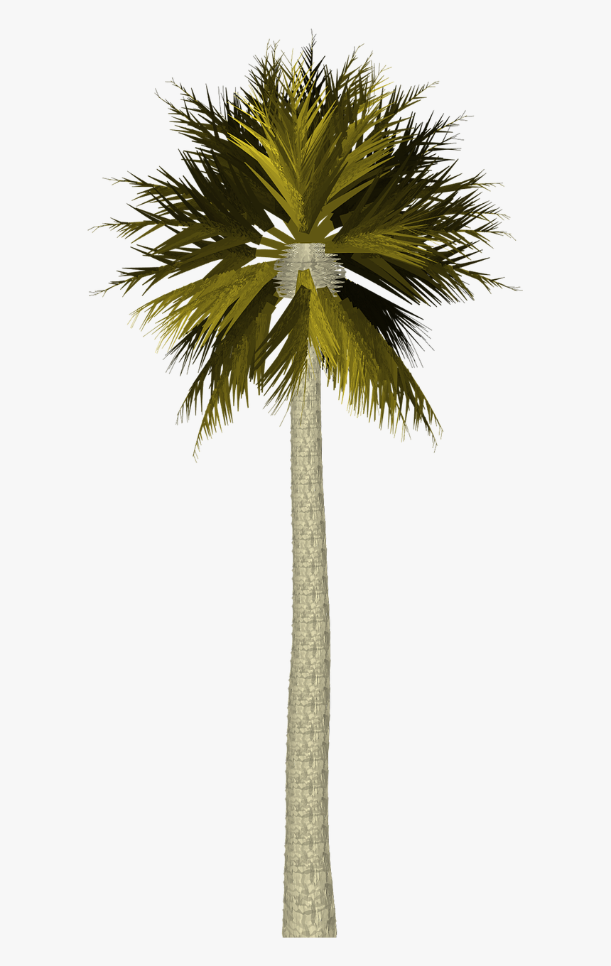 Tropical Png, Transparent Png, Free Download