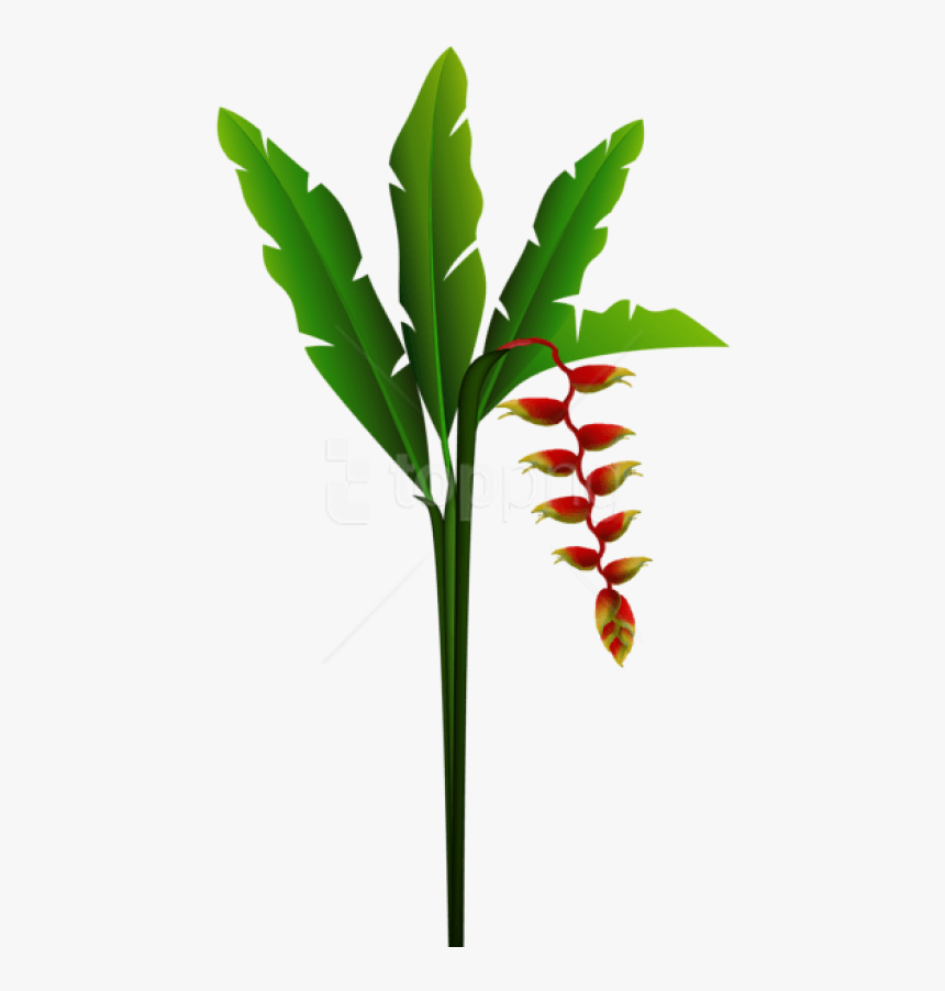 Free Png Download Exotic Red Tropical Flower Png Images - Heliconia Transparent Art, Png Download, Free Download