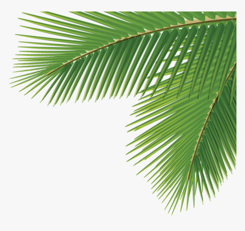 Arecaceae Leaf Tree Dasylirion Wheeleri - Leaf Palm Tree Png, Transparent Png, Free Download