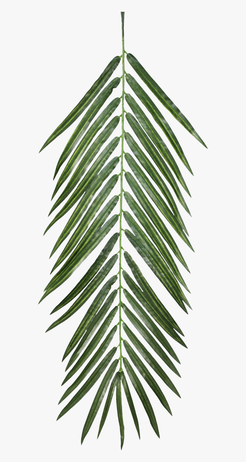 Aesthetic Palm Leaf Png, Transparent Png, Free Download
