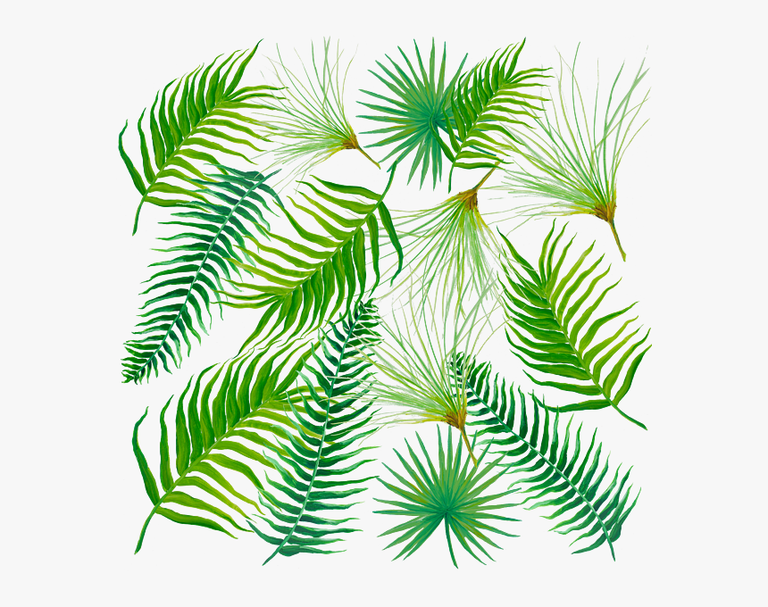 Fern Leaves With Flower, HD Png Download, Free Download