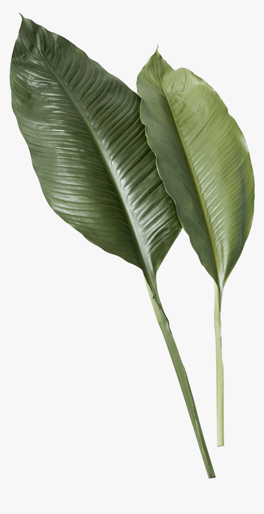 Transparent Banana Leaf Png - Real Tropical Leaves Png, Png Download, Free Download