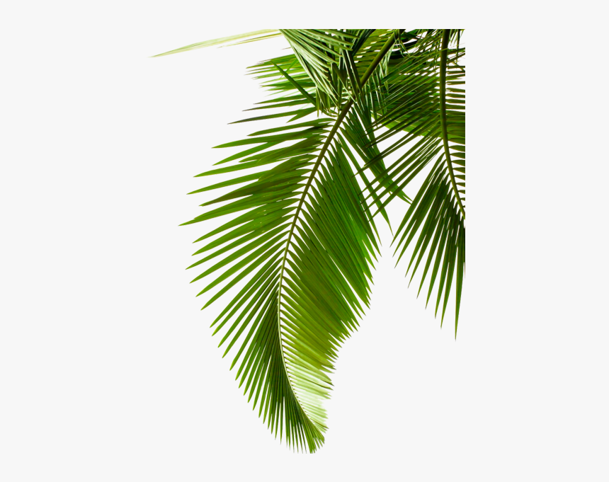 Sago Palm Leaf Arecaceae Stock Photography Cycad - Palm Leaf Transparent Background, HD Png Download, Free Download